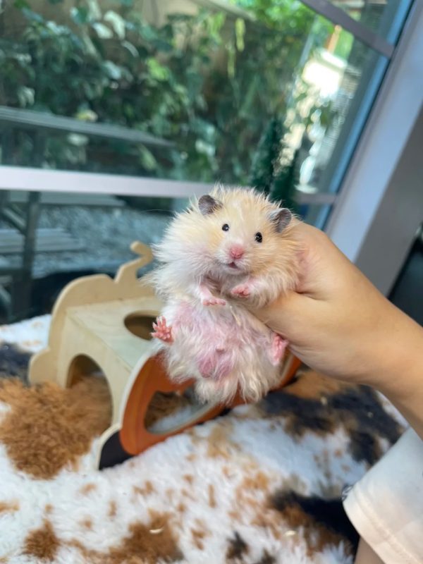 Hamster Bear Lông Dài - Ảnh 2