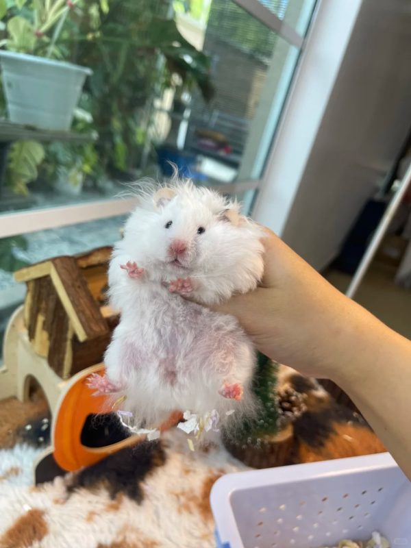 Hamster Bear Lông Dài - Ảnh 3