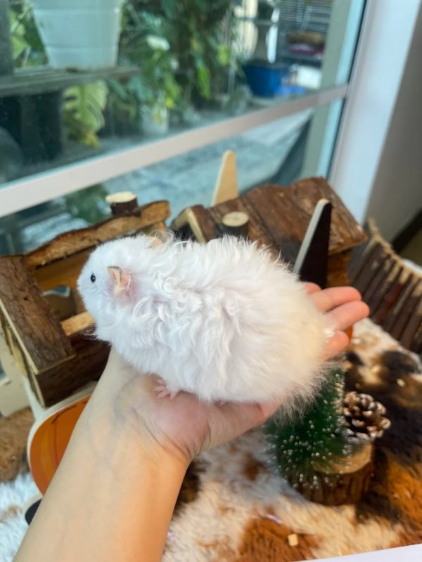Hamster Bear Lông Dài - Ảnh 4