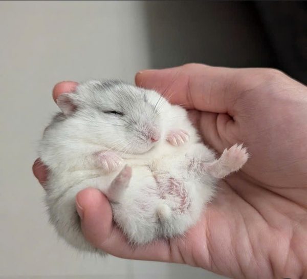 Hamster Winterwhite - Ảnh 4