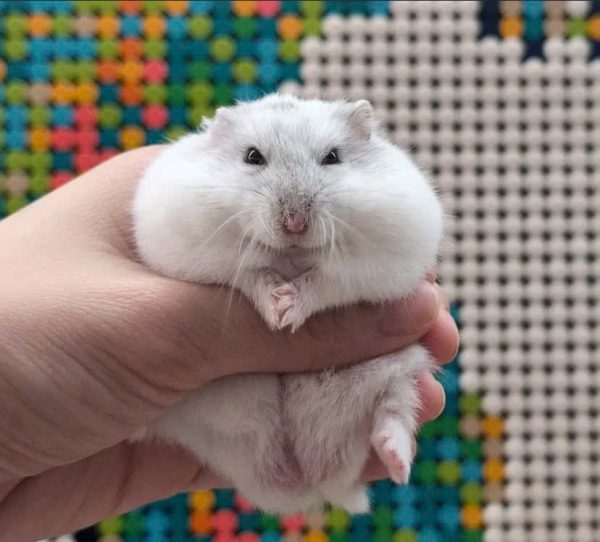 Hamster Winterwhite - Ảnh 3