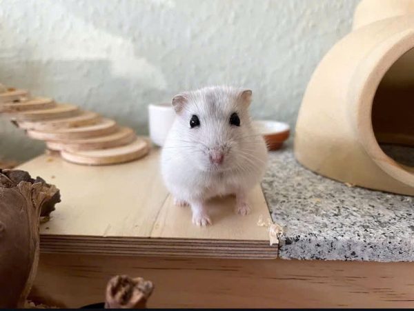 Hamster Robo - Ảnh 7