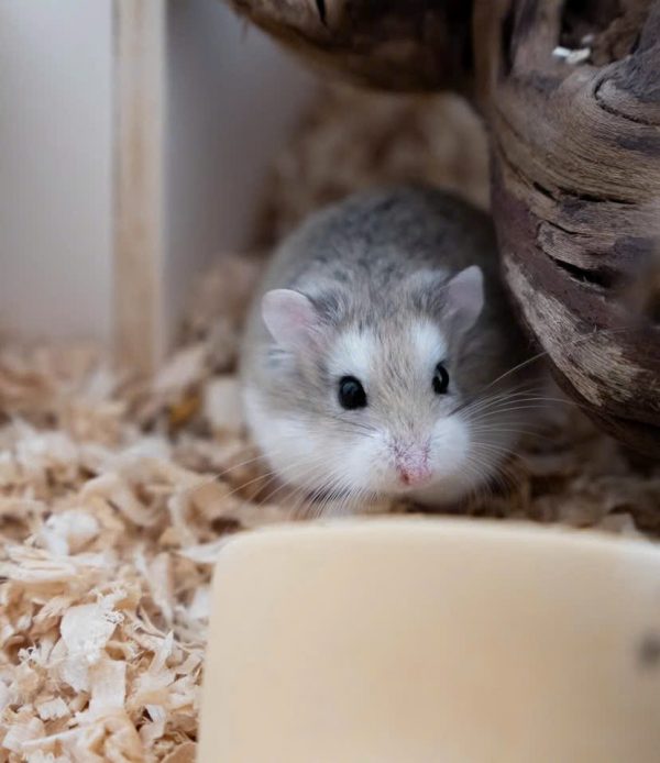 Hamster Robo - Ảnh 4