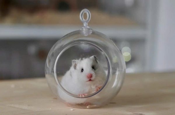 Hamster Campell - Ảnh 4
