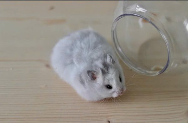 Hamster Campell - Ảnh 2