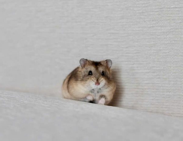 Hamster Campell - Ảnh 3
