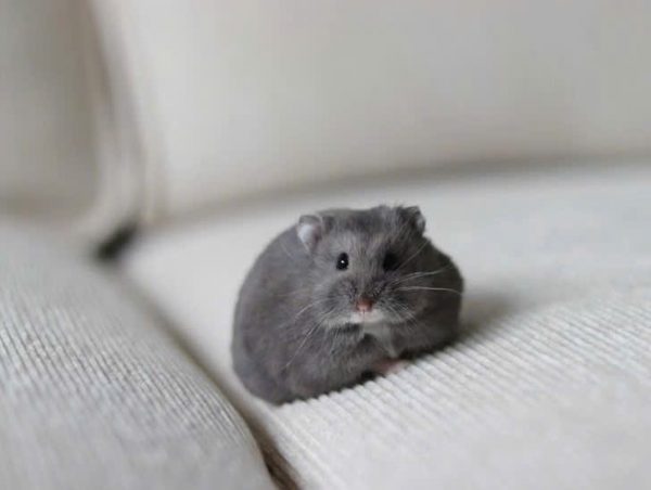 Hamster Campell - Ảnh 9