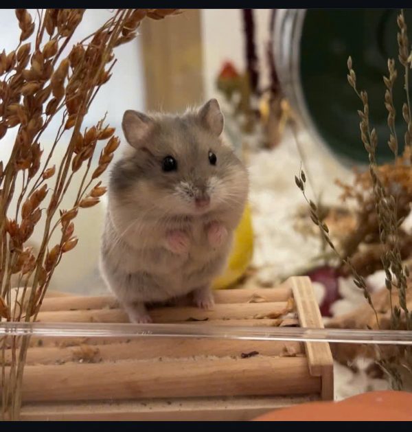 Hamster Robo - Ảnh 8