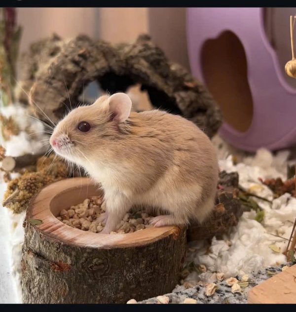 Hamster Robo - Ảnh 3