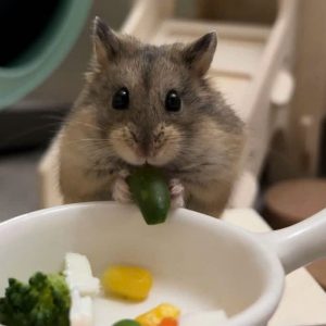 Hamster Robo
