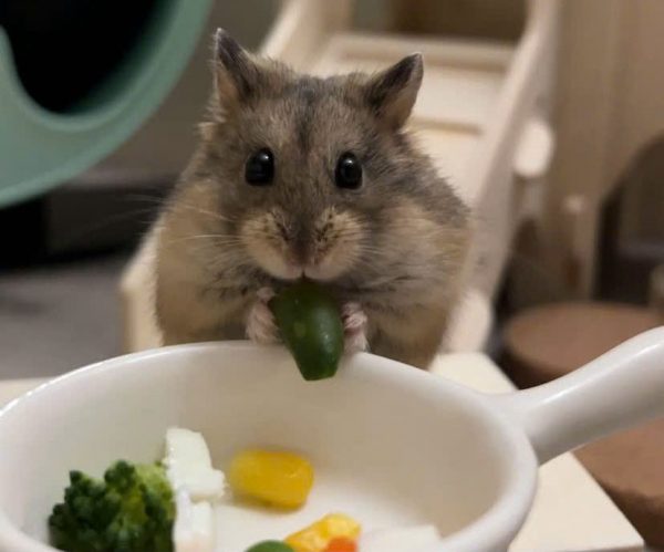 Hamster Robo