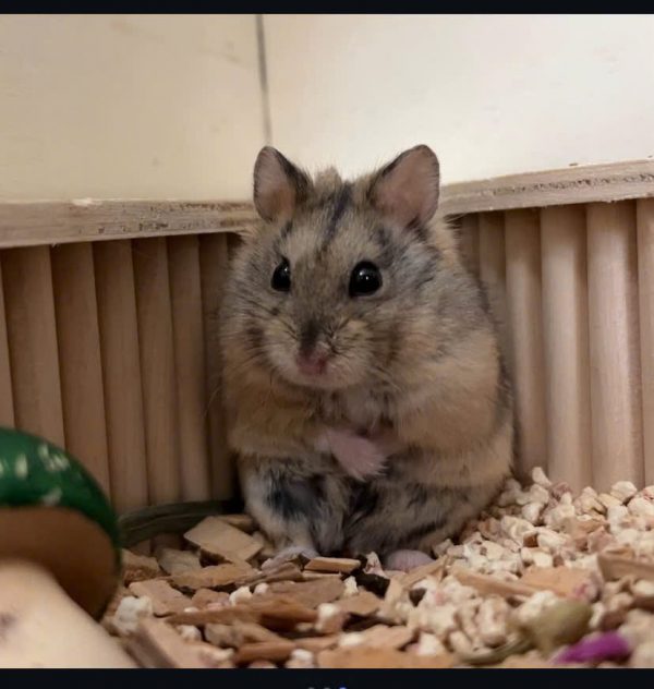 Hamster Robo - Ảnh 6