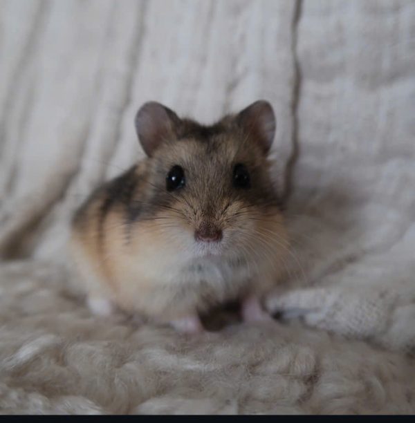 Hamster Campell - Ảnh 5