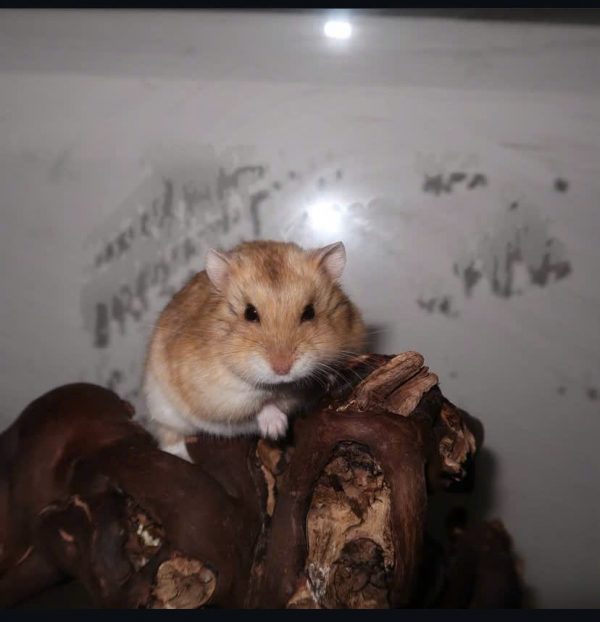 Hamster Campell - Ảnh 6