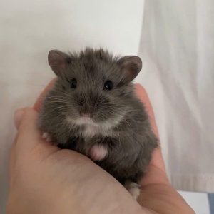 Hamster Campell
