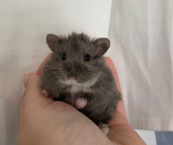 Hamster Campell
