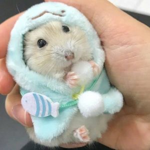 Hamster Winterwhite