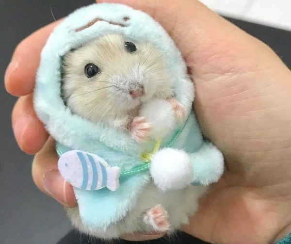 Hamster Winterwhite