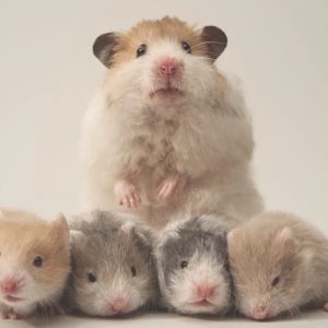 Hamster Bear Lông Dài
