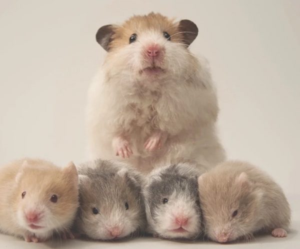 Hamster Bear Lông Dài